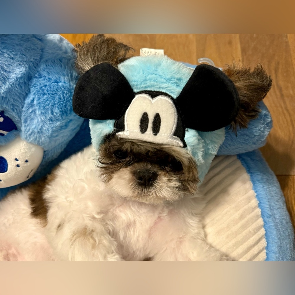 Mickey Mouse Hoodie. Hat for your pet - cat, or dog. Disney Mickey Mouse - Picture 5 of 14